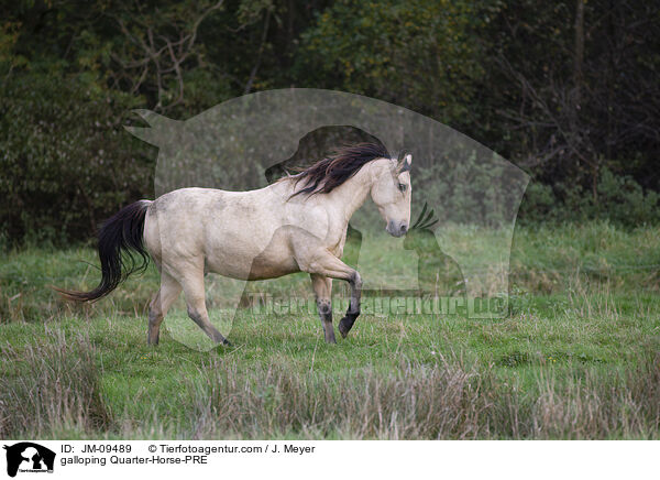 galloping Quarter-Horse-PRE / JM-09489