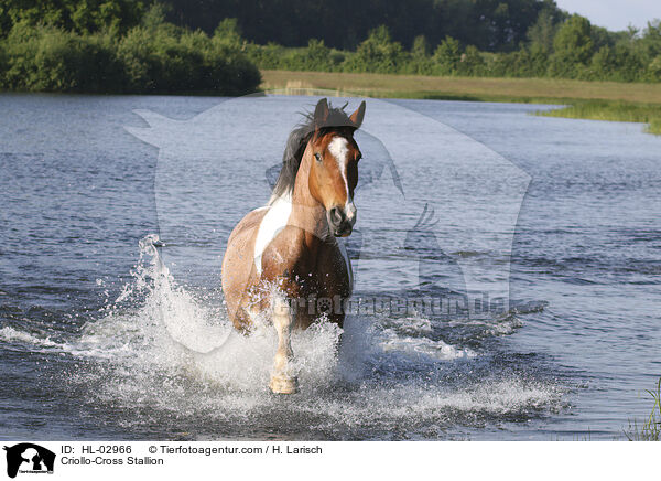 Criollo-Mix Hengst / Criollo-Cross Stallion / HL-02966