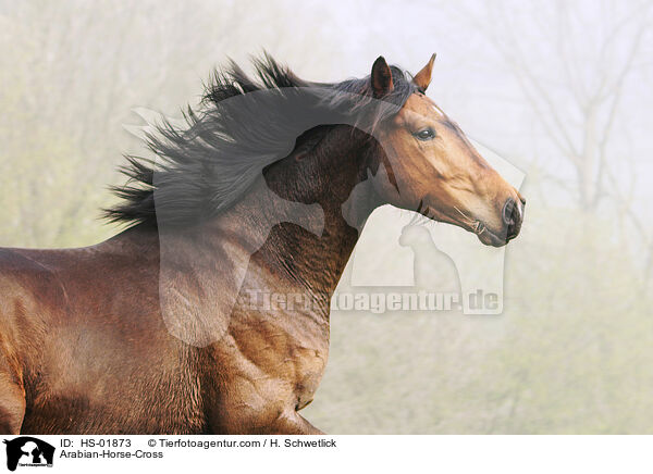 Arabian-Horse-Cross / HS-01873