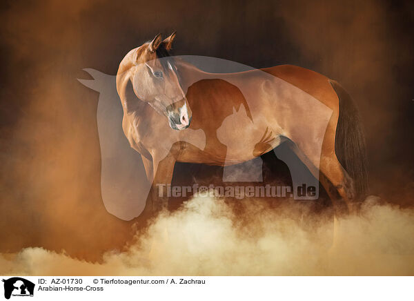 Arabian-Horse-Cross / AZ-01730