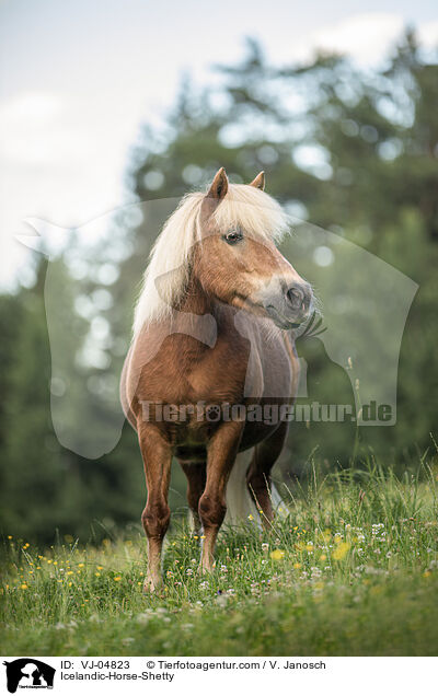 Icelandic-Horse-Shetty / VJ-04823