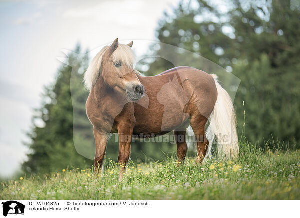 Icelandic-Horse-Shetty / VJ-04825