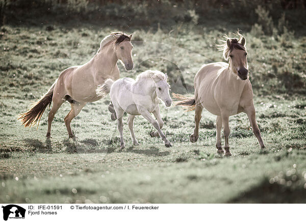 Ponies / Ponies / IFE-01591