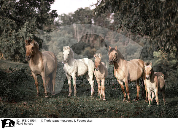 Ponies / Ponies / IFE-01594