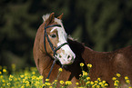 pony crossbreed in portrait