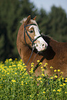 pony crossbreed in portrait