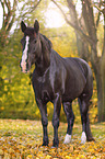 black horse