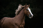 Haflinger-Black-Forest-Coldblood-Cross Portrait