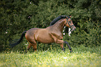 galloping Trakehner-Cross