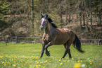 galloping Pony-cross