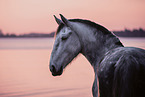 Frisian-Horse-Cross