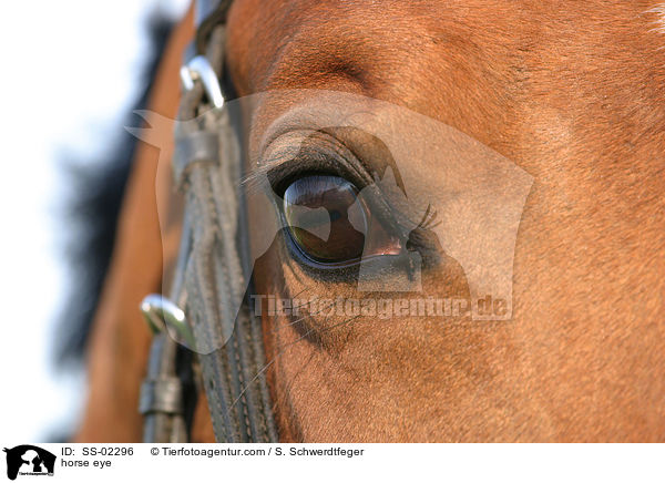 Pferdeauge / horse eye / SS-02296