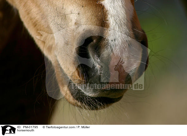 horsemouth / PM-01795