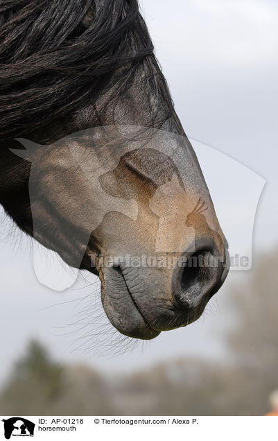 horsemouth / AP-01216