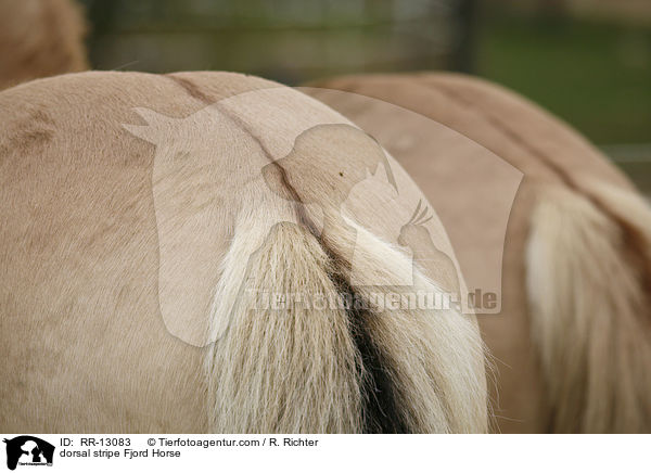 Aalstrich / dorsal stripe Fjord Horse / RR-13083
