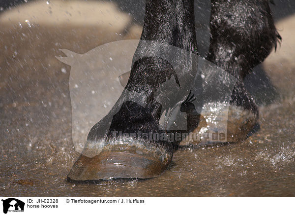 Pferdehufe / horse hooves / JH-02328