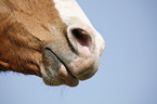 horse mouth