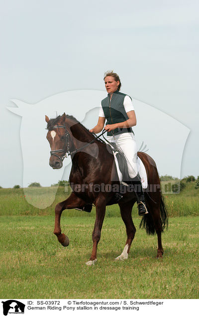 German Riding Pony stallion in dressage training / SS-03972