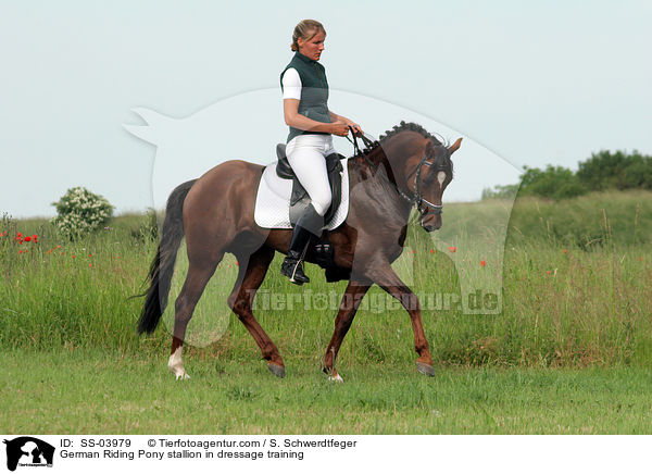 German Riding Pony stallion in dressage training / SS-03979
