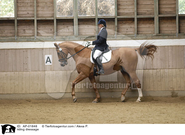 riding dressage / AP-01848