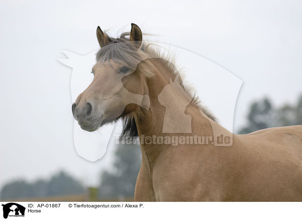 Horse / AP-01867