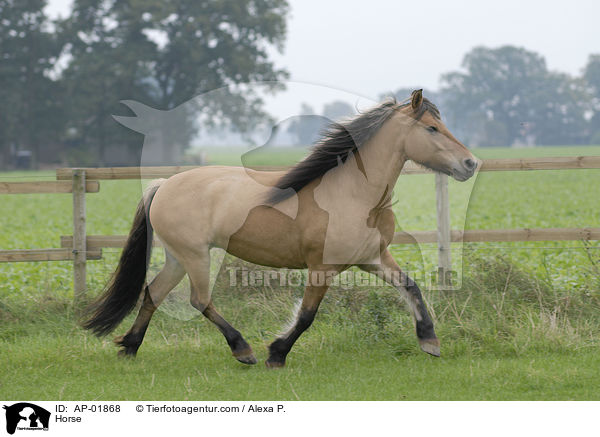 Horse / AP-01868