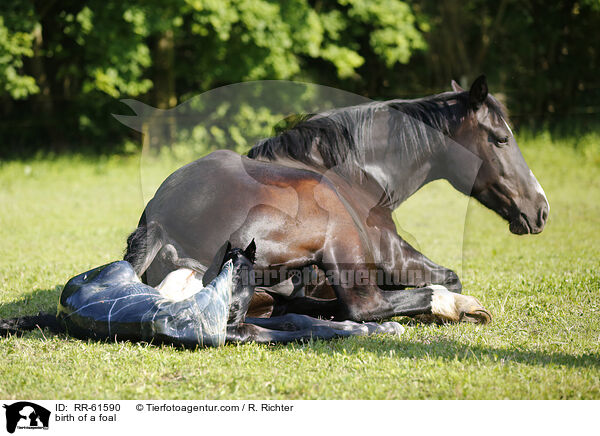 Fohlengeburt / birth of a foal / RR-61590