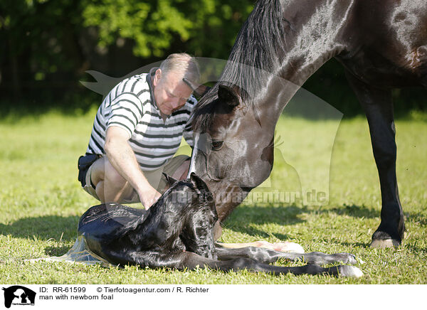 man with newborn foal / RR-61599