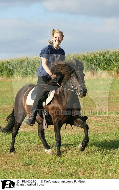 riding a gaited horse / PM-03276