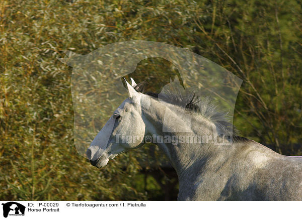 rennendes Pferd im Portrait / Horse Portrait / IP-00029