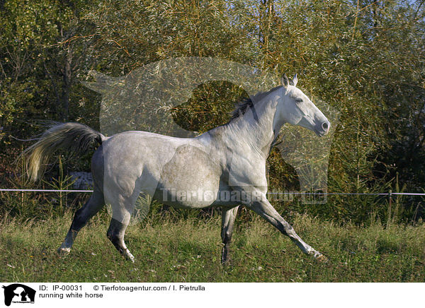 running white horse / IP-00031