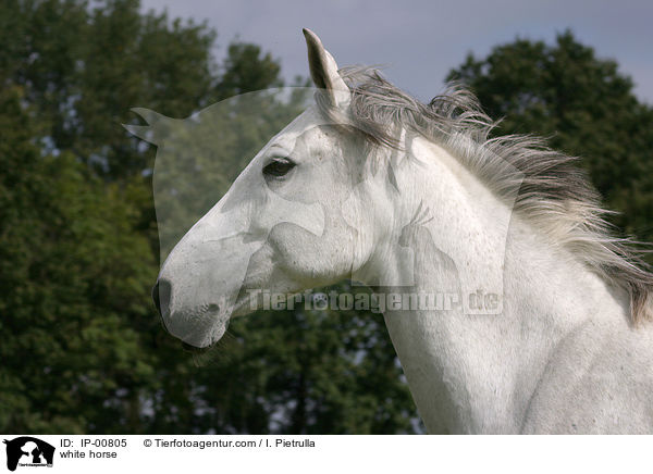 Schimmel im Portrait / white horse / IP-00805