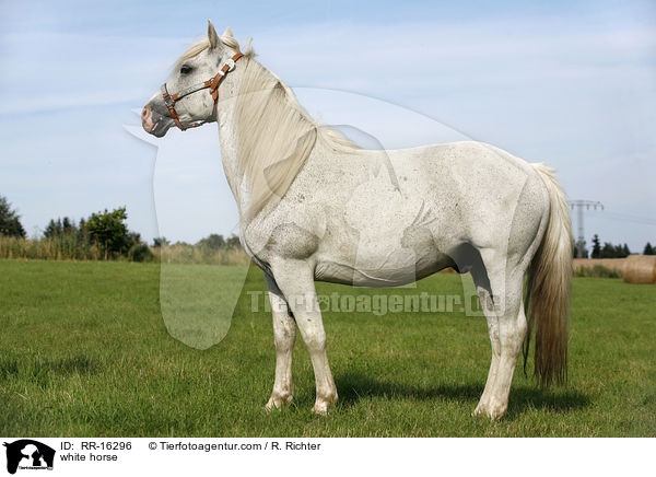 white horse / RR-16296