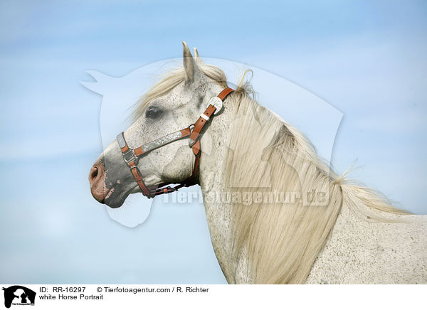white Horse Portrait / RR-16297