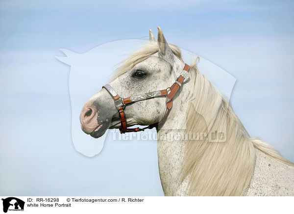 white Horse Portrait / RR-16298