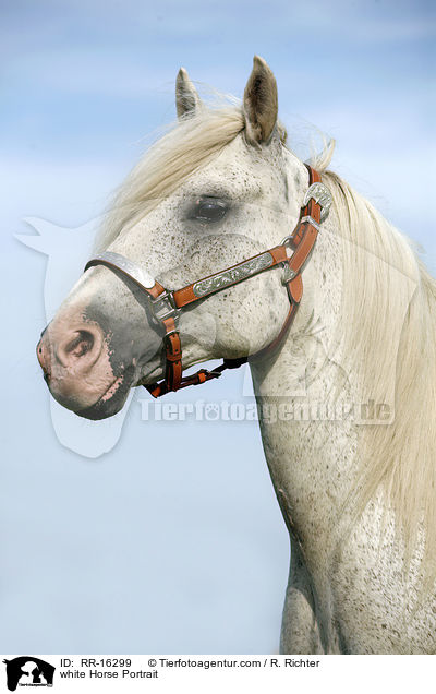 white Horse Portrait / RR-16299