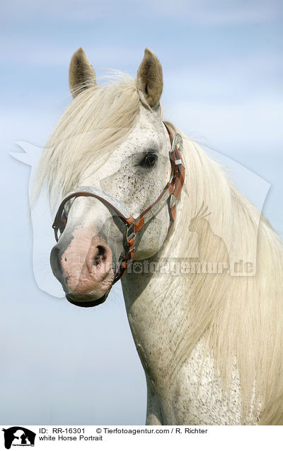 white Horse Portrait / RR-16301