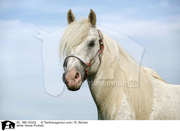 white Horse Portrait / RR-16302