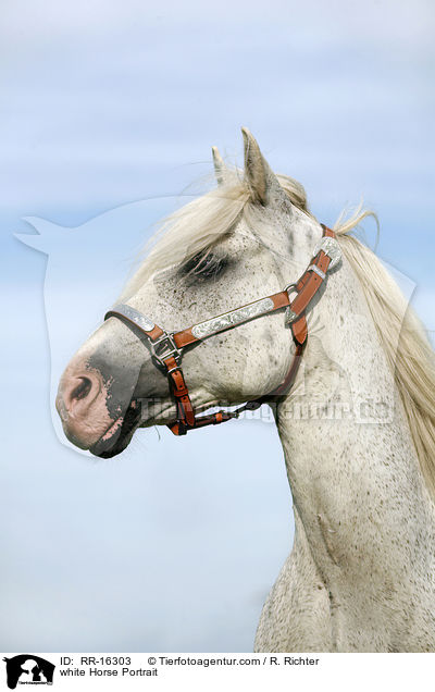 white Horse Portrait / RR-16303