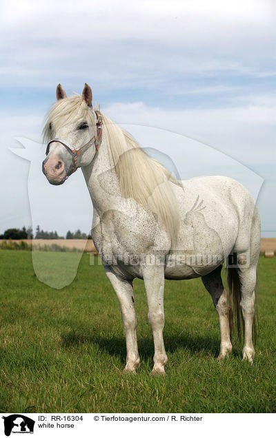 white horse / RR-16304