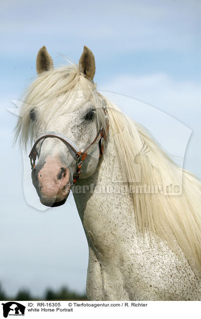 white Horse Portrait / RR-16305