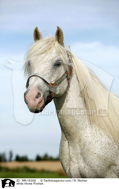 white Horse Portrait / RR-16306
