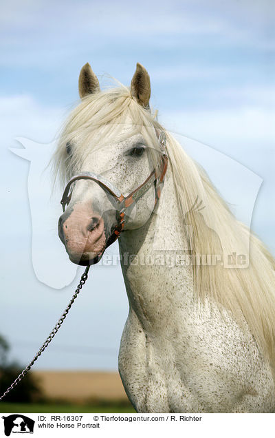 white Horse Portrait / RR-16307