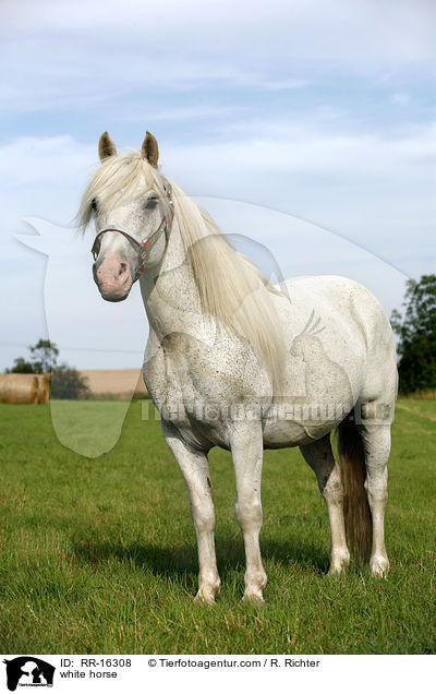 white horse / RR-16308