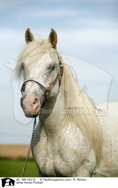 white Horse Portrait / RR-16310