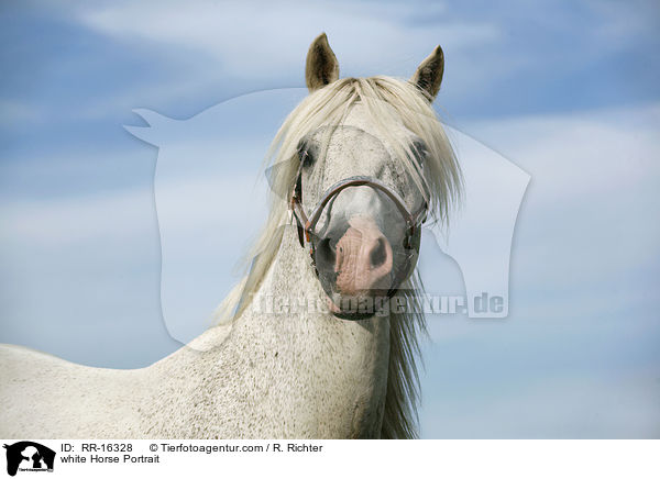 white Horse Portrait / RR-16328