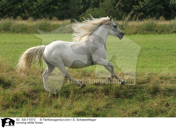 running white horse / SS-11573
