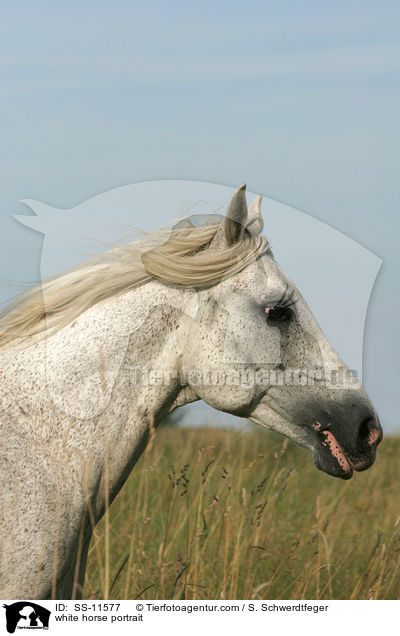 white horse portrait / SS-11577