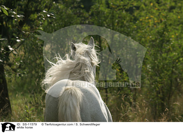 white horse / SS-11579