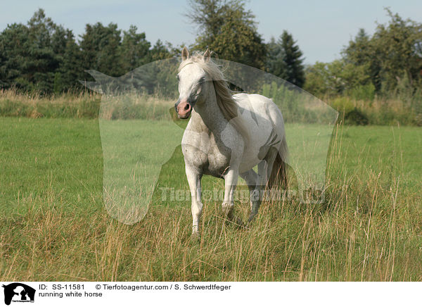 running white horse / SS-11581